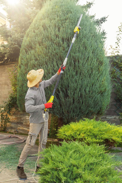 Emergency Storm Tree Removal in Oradell, NJ